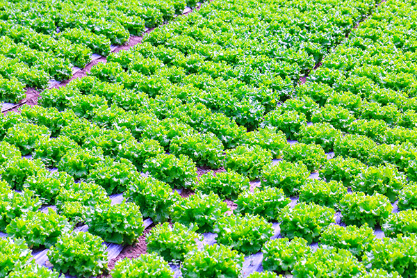 Photo of rows of lettuce, with plastic mulch covering the lettuce