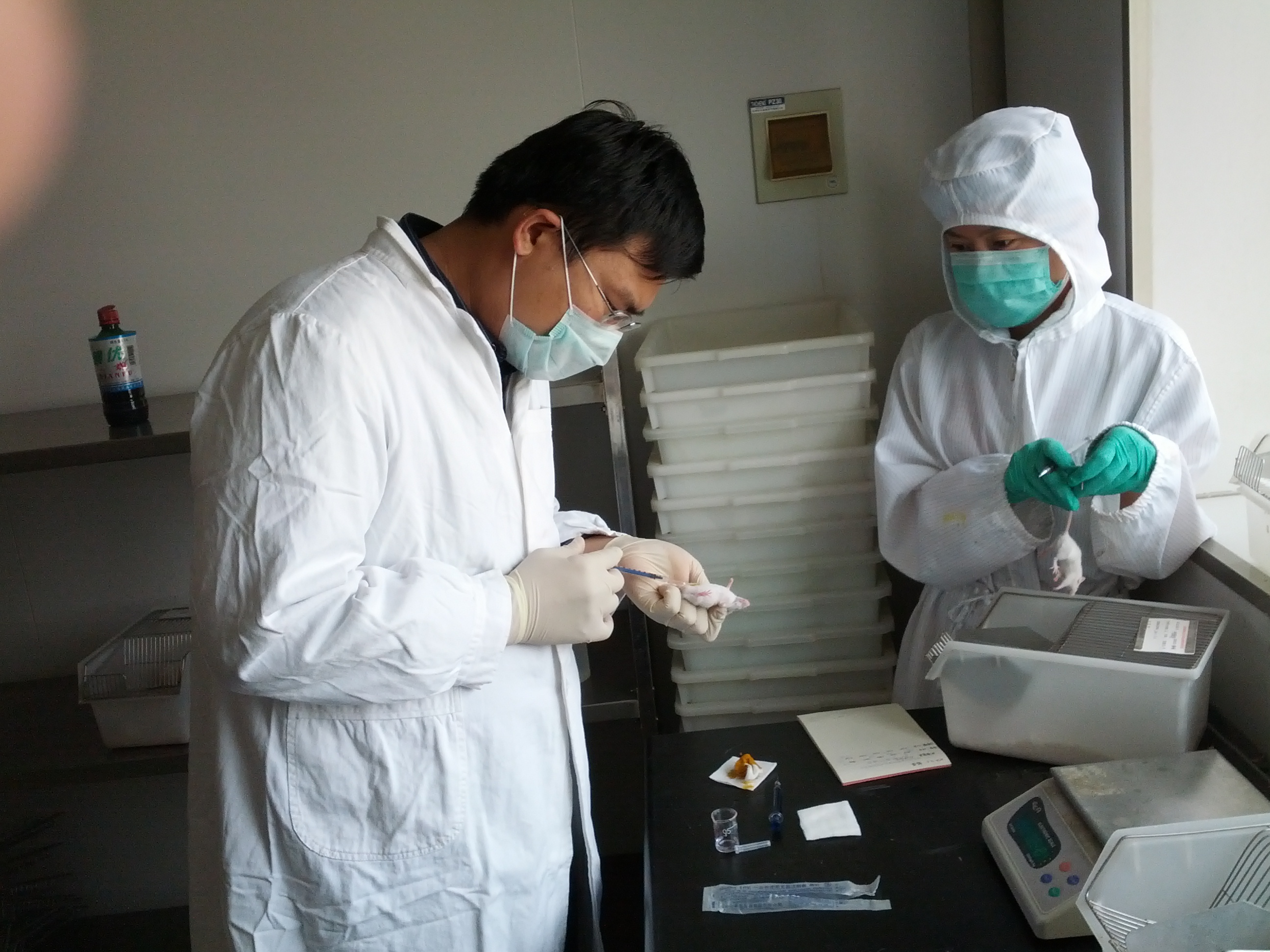 Scientist examining a mouse in a lab.