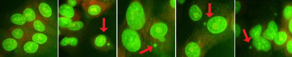 Micronucleus assay to assess chemical-induced DNA damage