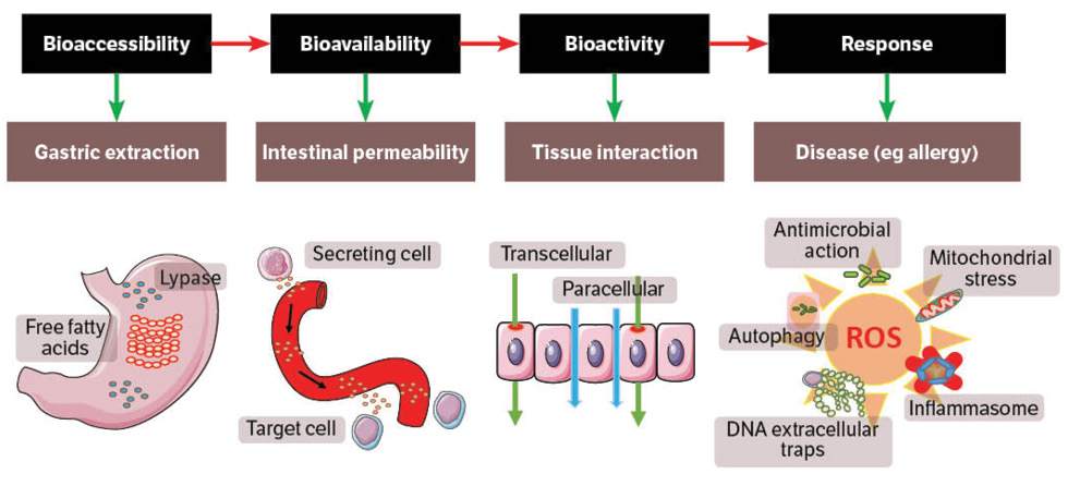 The bioaccessibility–bioavailability–bioactivity continuum of endocrine-disrupting chemicals in relation to disease response