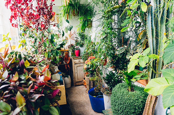 Indoor plants.