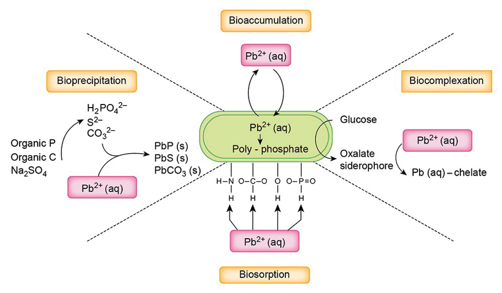 Schematic showing possible microbial lead immobilisation processes